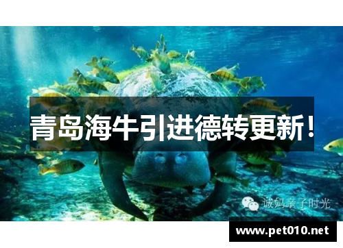 青岛海牛引进德转更新！